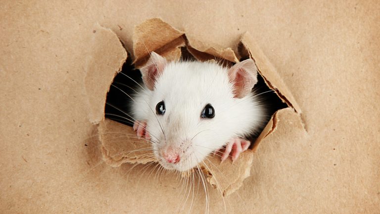 Persistent Problem Solving in Construction